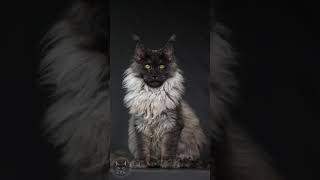 Beautiful black smoke Maine Coon girl.