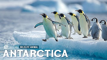 Antarctic Wildlife | How Animals Survive the Planet’s Coldest Frontier