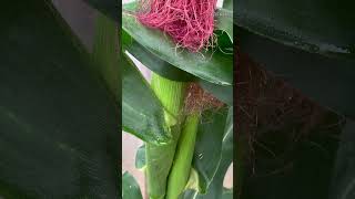 What Are You Waiting For Grow Corn Using This Method, Big And Super Sweet Corn (P1)