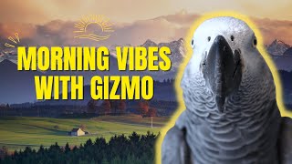 It's a Chirpin' Good Morning with Gizmo the Grey Bird