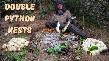Removing 431 Python Eggs from the Everglades