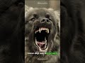 Revealing the unknown your journey with caucasian shepherd dogs concludes shorts buzzbilt dog