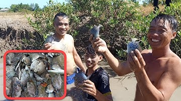 Bắt cá NÂU bằng tay trong ĐẦM TÔM cực khủng
