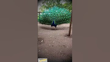 Thumbnail of Peacock opening its beautiful feathers | Peafowl bird #birds #shorts #shortsvideo