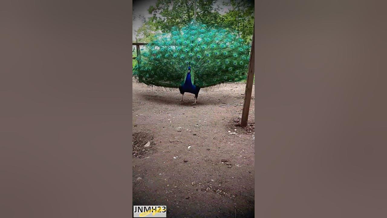 Peacock opening its beautiful feathers | Peafowl bird #birds #shorts #shortsvideo