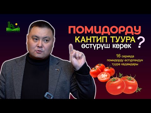 Video: Помидор терүү - Помидор качан түшүм алууга даяр