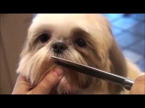 ShihTzu Minchou halve behandeling