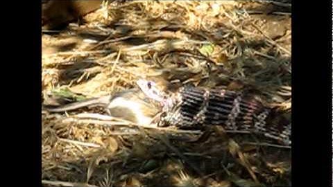 Gopher snake eats mouse 2011.wmv