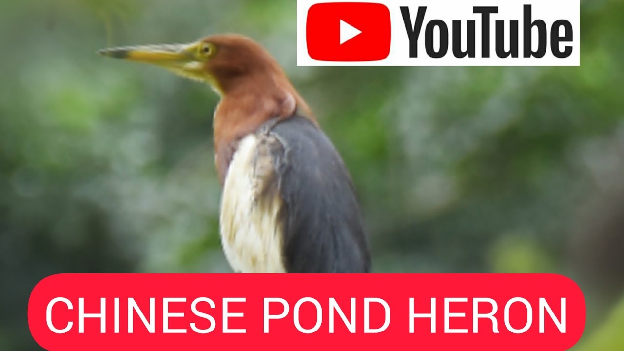 CHINESE POND HERON IN KEARLA 