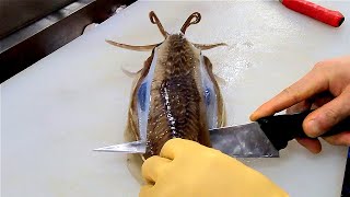 갑오징어 회뜨기 달인 / amazing cutting cuttlefish fillet master / コウイカ / Korean street food