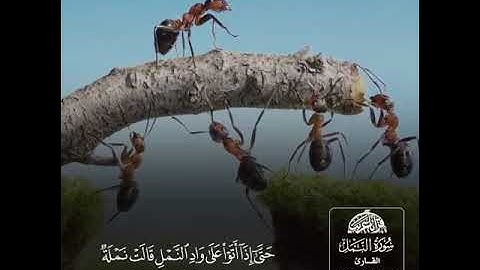( وَلَقَدْ آتَيْنَا دَاوُودَ وَسُلَيْمَانَ عِلْمًا ..) - تلاوة بديعة للشيخ #ماجد_الزامل