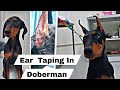 Dobearman ear posting  doberman ear crop professional ear croping in 