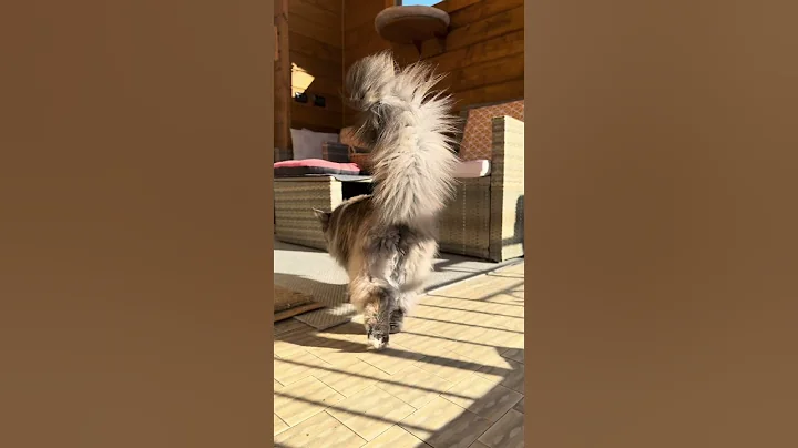 Video 11871921: maine coon cat, mainecoon, furry giant, big cat