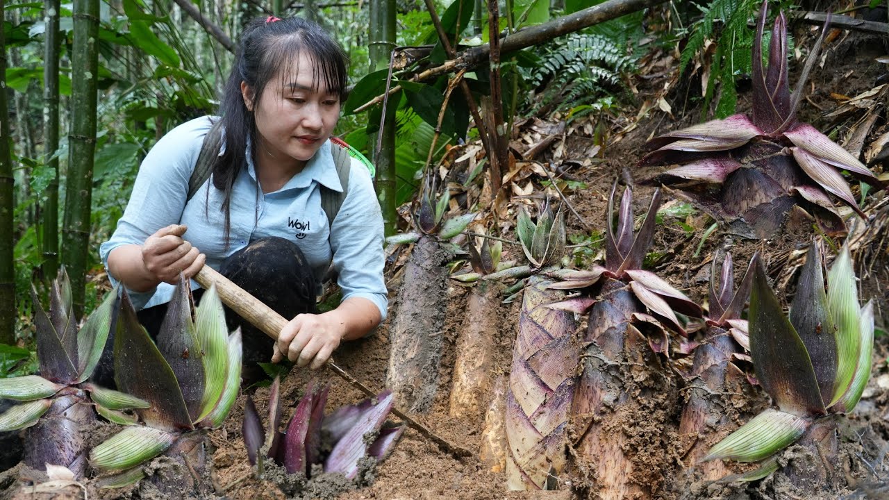 Harvesting giant bitter bamboo shoots at the beginning of the season go to the market to sell.