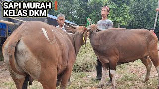 Promo Sapi Qurban Murah, Diskon 5 Juta Dan Gratis Kambing, ❗ Lokasi Terbaru Blisapi