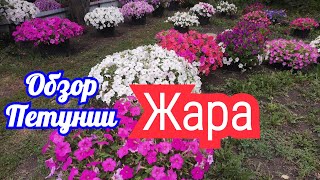 Жара 🔥. Обзор Петунии. ШИКАРНЫЕ СОРТА Пендолино, Сакссес, Трилоджи. август 2023