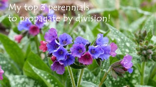 My top 3 perennials to propagate by division!