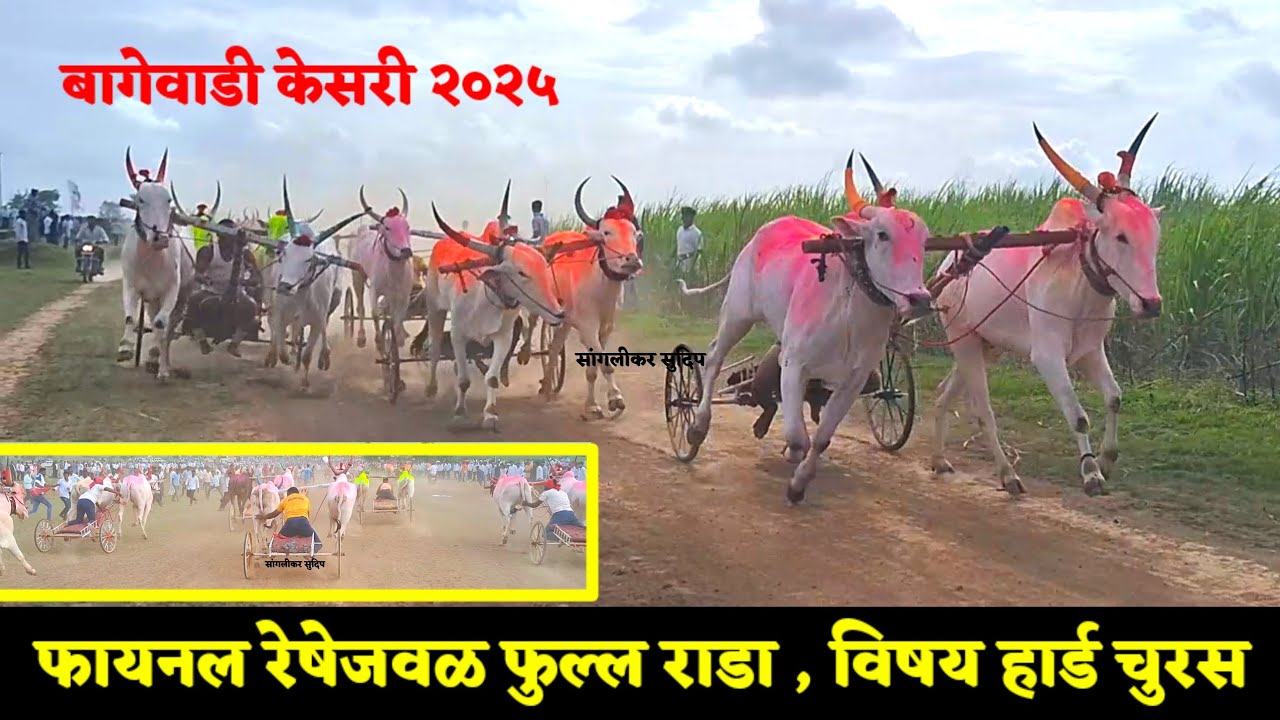 बागेवाडी केसरी | 1 भुजार नाग्या-सोन्या 2 सांगोला राजा-गज्या 3 गुलब्या-कॅडबरी | फायनल जवळ फुल्ल राडा