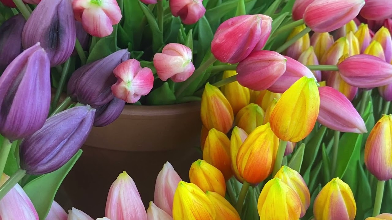 Mi Experiencia Erasmus en Lovaina