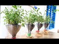 Recycle plastic bottles to grow Blue Daze flower  | Tái chế chai nhựa trồng hoa Thanh Tú