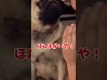 【極悪連合】#パグ #犬 #アフレコ #悪い #いぬ #犬 #かわいい #shorts #comedy