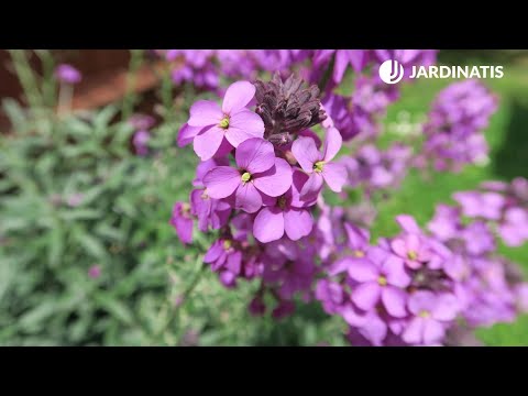 Video: Cum Se Cultivă Matthiola (violet De Noapte)