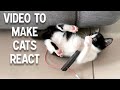 Of cat to attract your cat  play this in front of your cats to make them react