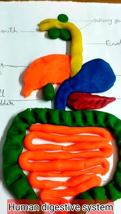 human digestive system made by clay || #shortsvideo #shorts # ...