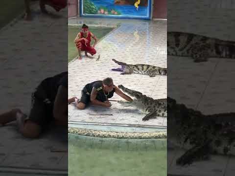 تمساح يعض يد مدربه امام الكامير 2022