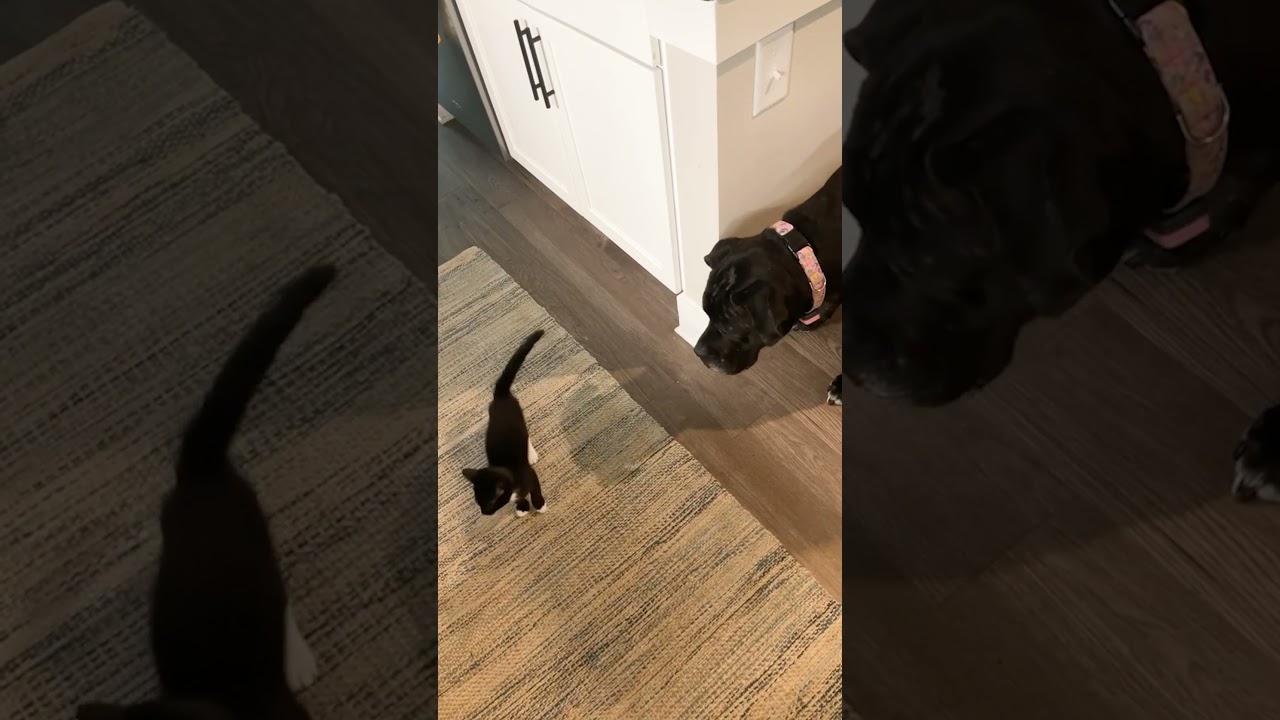When Your Mastiff And Tiny Kitten Are Besties | The Dodo