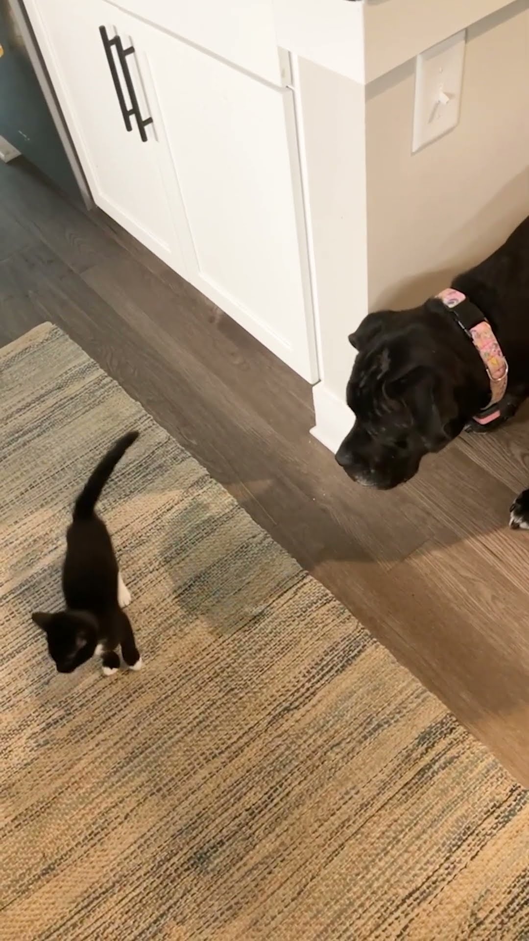 When Your Mastiff And Tiny Kitten Are Besties | The Dodo