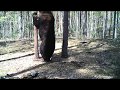 Видеоловушка запечатлела гигантского медведя в брянском лесу-1