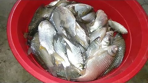 thả lưới cá mè trên sông huyền thoại dính cá chùm chùm luôn các bạn ơi (p23)