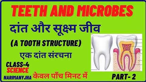 Teeth and Microbes / PART 2/class -4/chapter-2/SCIENCE/CBSE Based.