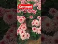 White Red Chrysanthemum AGTC Viralvideo Viral Shortvideo Shorts Shortsvideo Viralshorts White Red Chrysanthemum AGTC Viralvideo Viral Shortvideo Shorts Shortsvideo Viralshorts