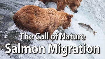The Call of Nature - Salmon Migration