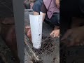How to clean rice field snails easily#shorts