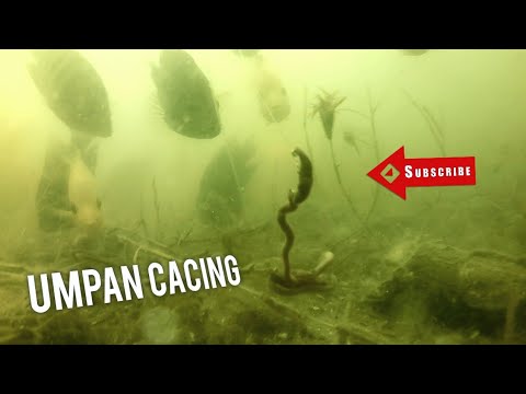 Reaksi ikan dengan umpan cacing di siang hari | waduk wadaslintang
