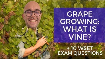 WSET Level 2 in Wines—Grape Growing: What is VINE?