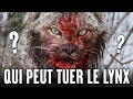 5 animaux qui pourraient vaincre un lynx