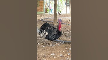 Thumbnail of Turkey chicken Sound #short #turkey #chicken #turkeychicken #turkeysound #chickensound