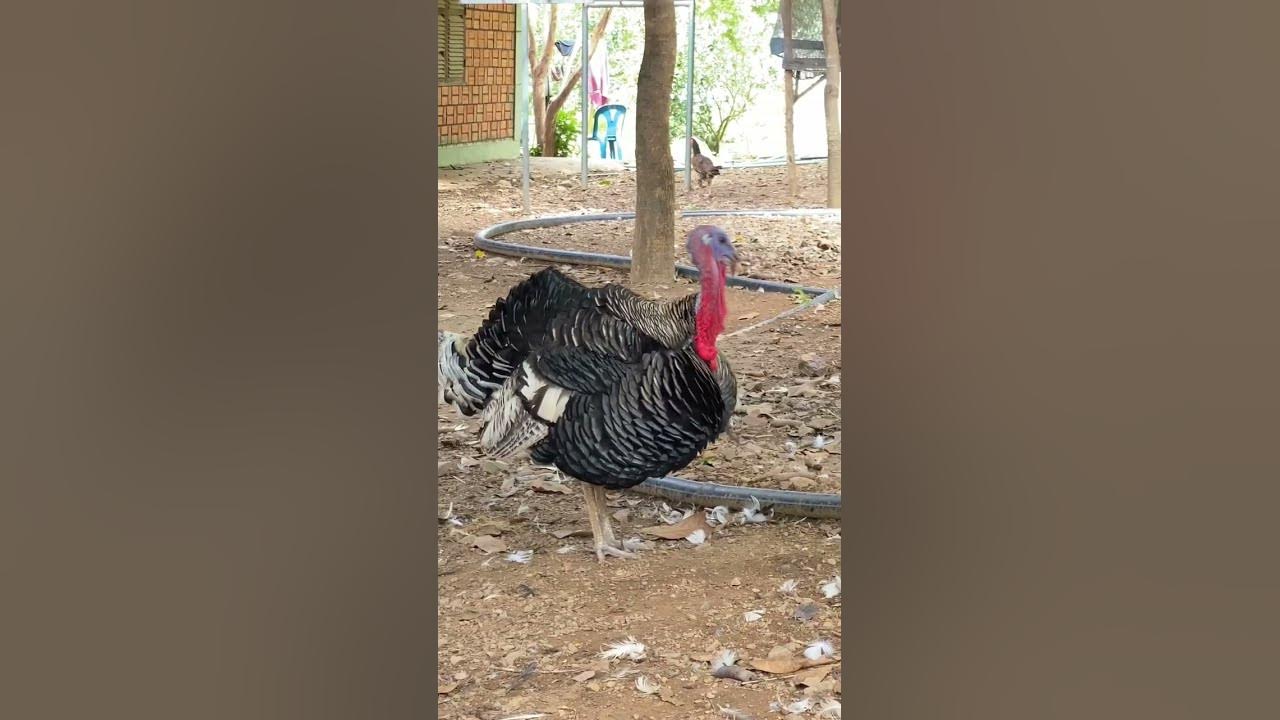 Turkey chicken Sound #short #turkey #chicken #turkeychicken #turkeysound #chickensound