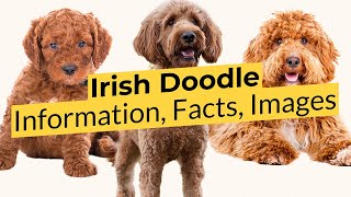 Irish Doodle Information, Facts, Images!  2023