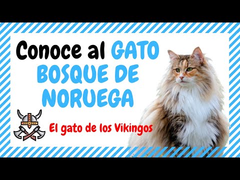 Video: Cómo Distinguir A Un Gato Noruego De Los Demás