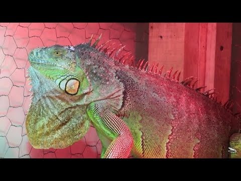 Vídeo: Drac Mans: Com Mantenir Una Iguana