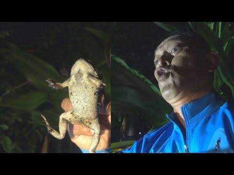 우물에 생명체가 가득 (Animals in <strong>Chiang</strong> Mai, Thailand)