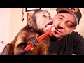 Monkey Uses a Spoon to Eat Yogurt!