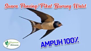 Suara Burung Walet Pancing/Pikat Ampuh 100%