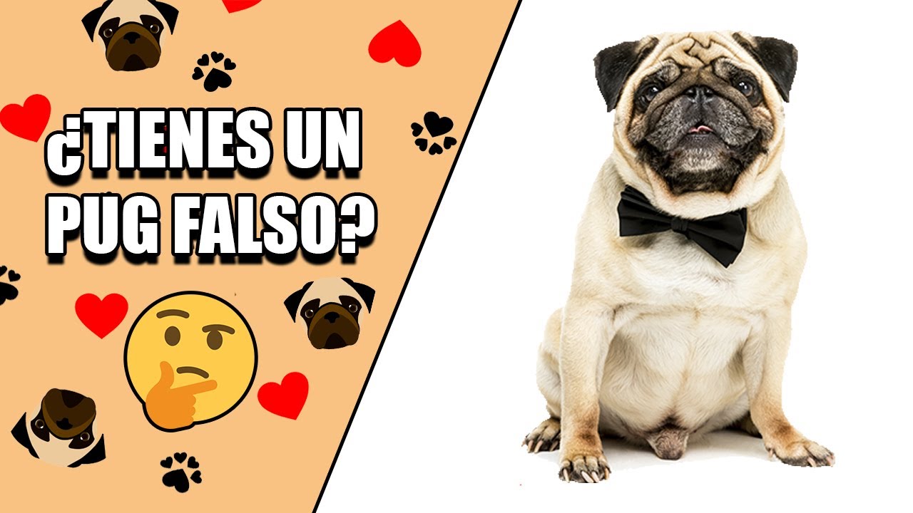 ¿Cómo saber si un PUG es ORIGINAL? 👀 YouTube ¿Cómo saber si un PUG es ORIGINAL? 👀 YouTube
