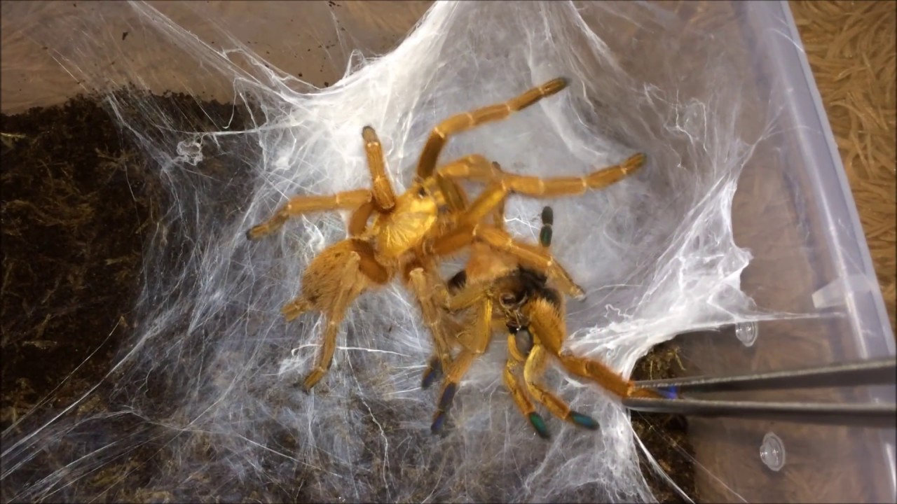 video phone beyonce mp3 Update on 7-legged Pterinochilus murinus (OBT)